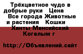 Трёхцветное чудо в добрые руки › Цена ­ 100 - Все города Животные и растения » Кошки   . Ханты-Мансийский,Когалым г.